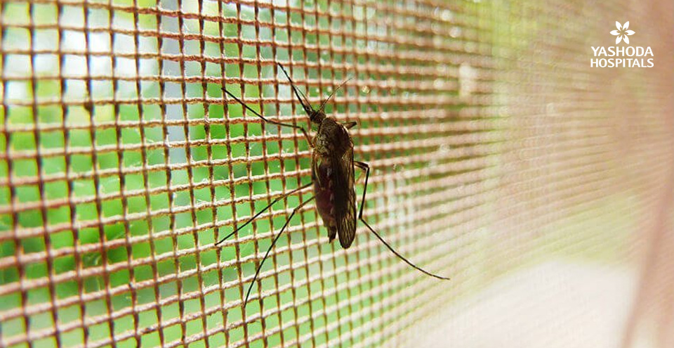 Dengue on the prowl