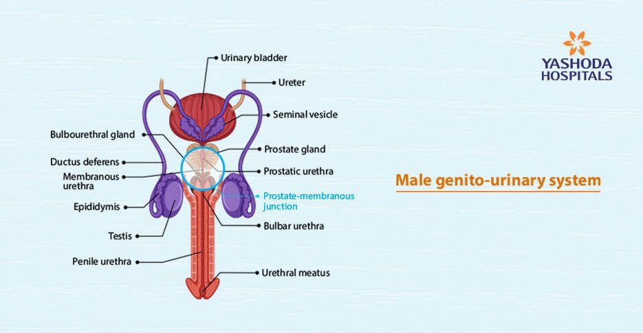male genitourinary system