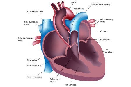 Heart surgery and other cardiac procedures  class=