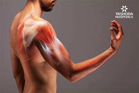 Biceps Tendon