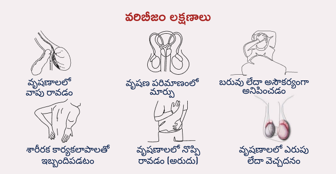 Swelling in the testicle