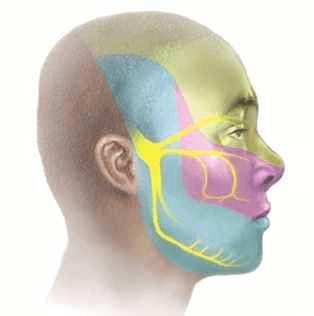 3 divisions trigeminal