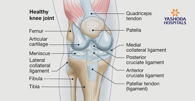 anatomy of the knee