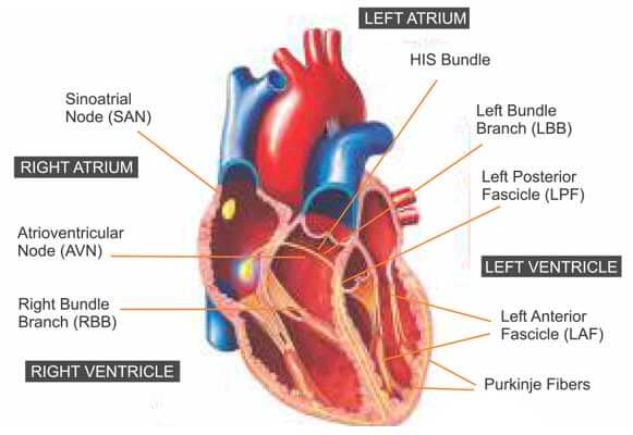 Cardiac conduction system