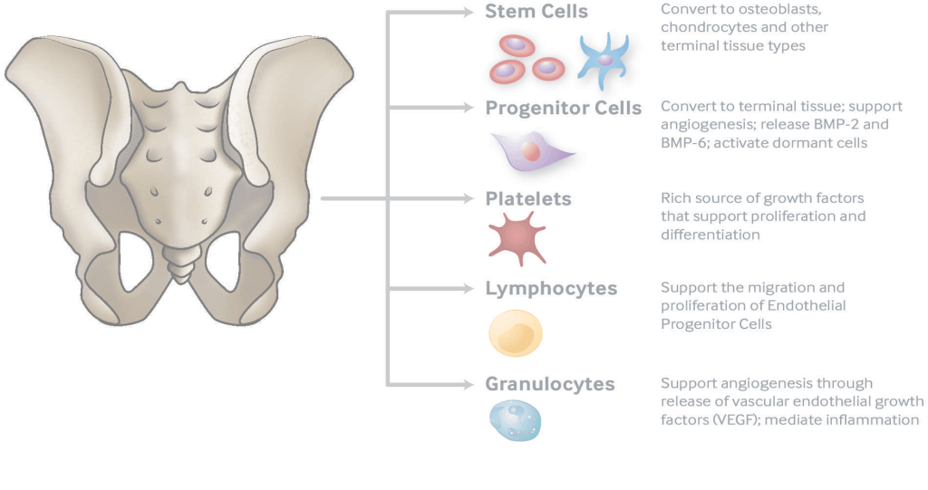 Regenerative Therapy of Bone & Joint Diseases