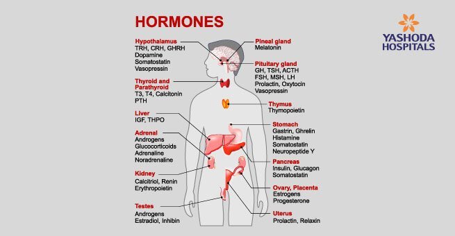 endocrine system and what is its function